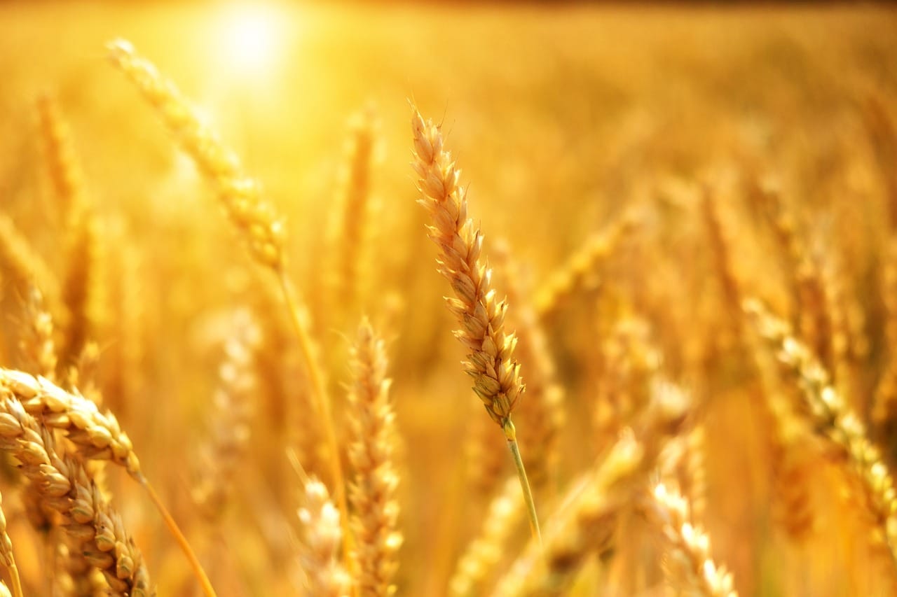 Wheat Collapsing to Close out July